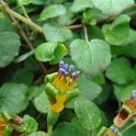 Fuchsia procumbens fleur